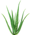 Aloe vera pour une application traitante